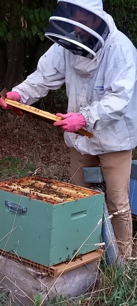 Aurélien et abeilles