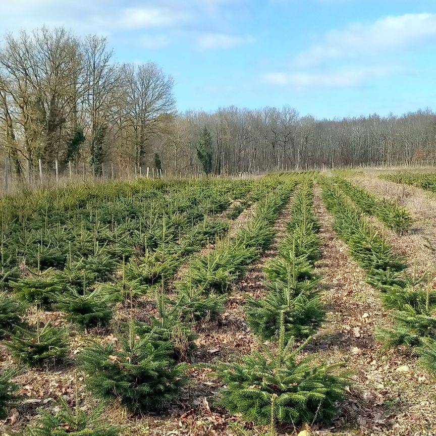 Parcelle de sapins